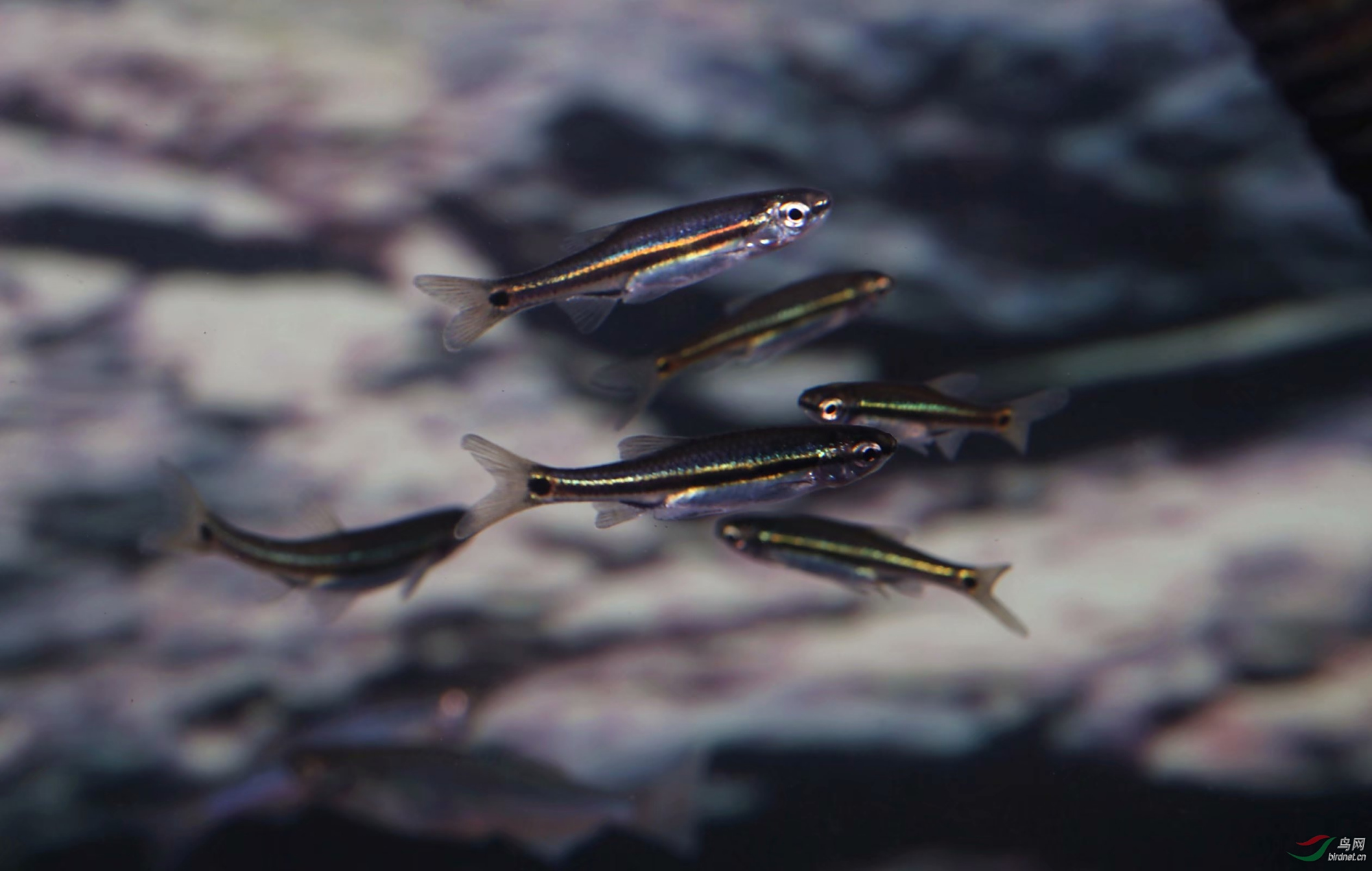 林氏细鲫林氏细鲫(aphyocypris lini)