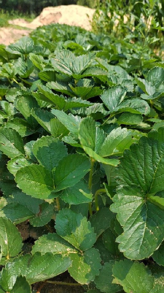 妙香三号草莓苗基地,产量高硬度高早产!