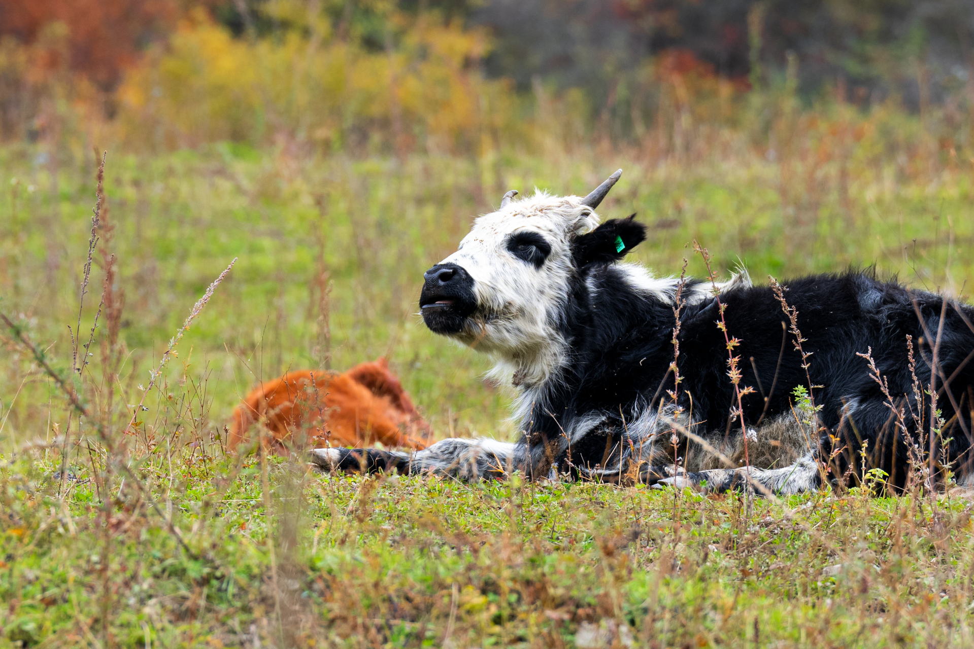 中查沟族王族中,为了躲避吐蕃各部落间的争夺之战,穿越丛林沼泽,高山