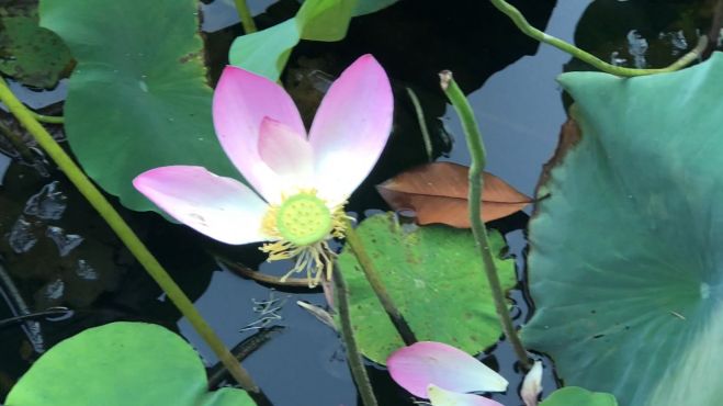 [图]盛夏蝉鸣，荷花花朵开始寥落