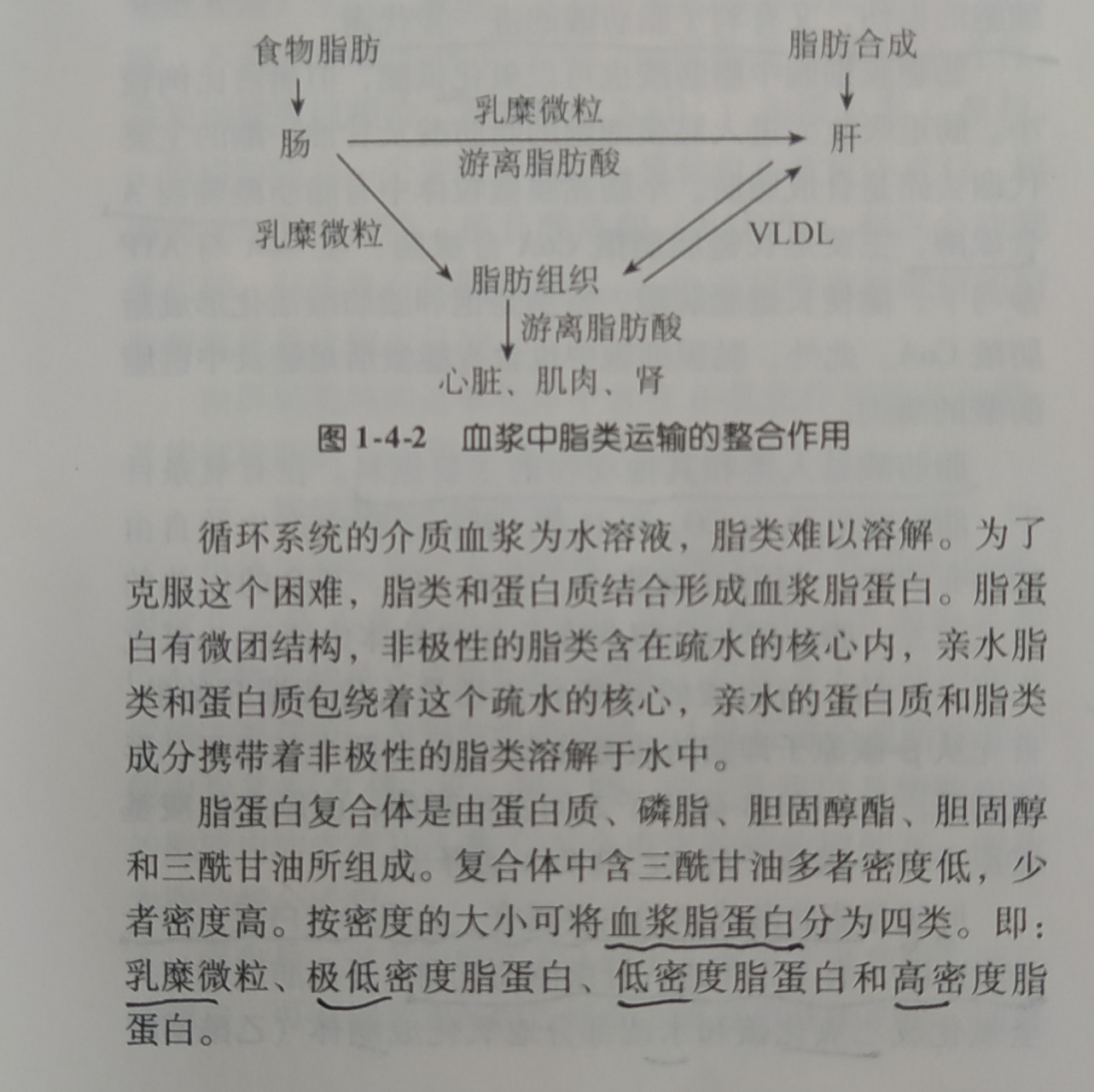 人体营养素"脂类"一一脂肪的消化吸收和代谢