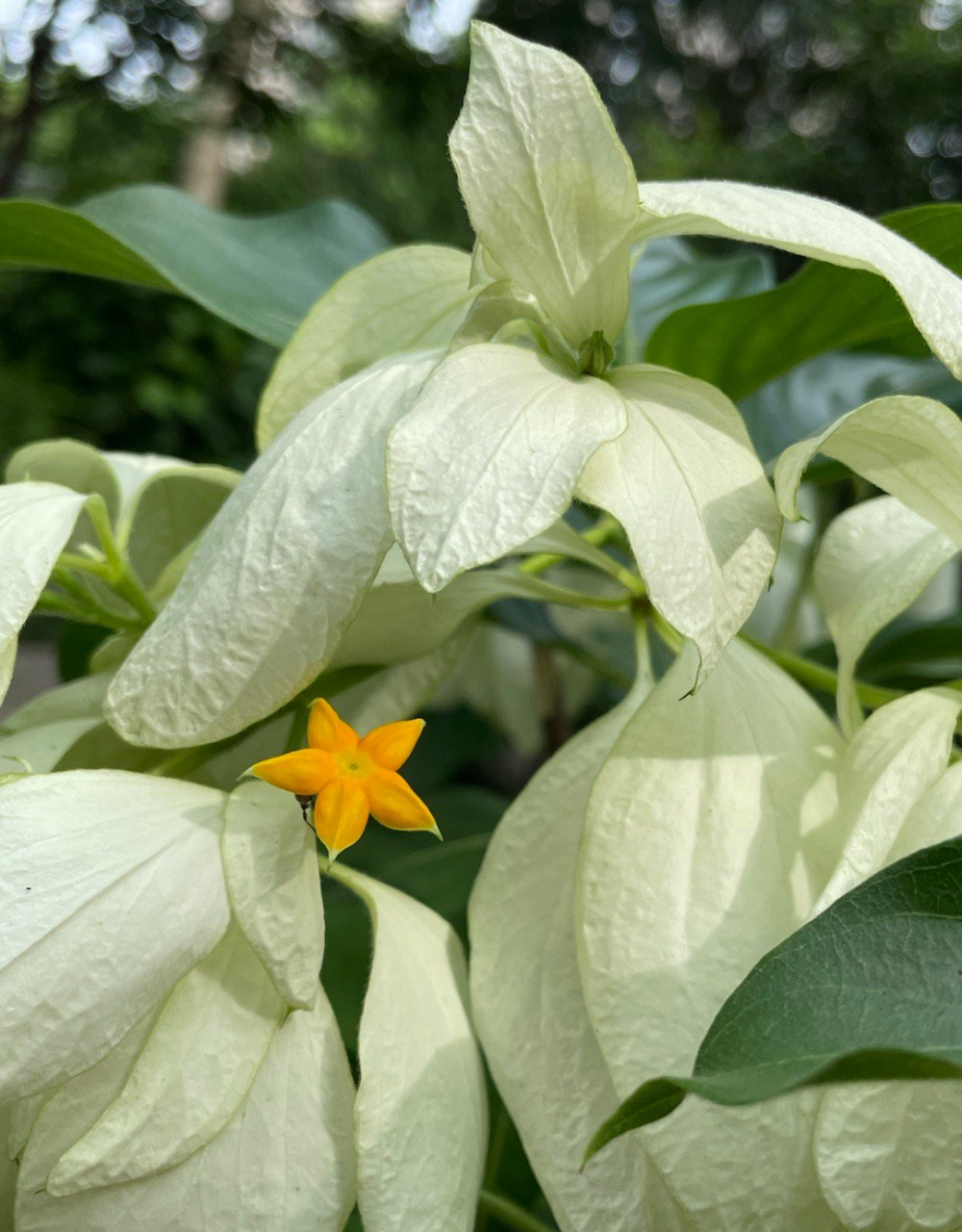 白纸扇随手拍植物," 一定要跟"越来越美"的人做朋友,因为美貌的背后