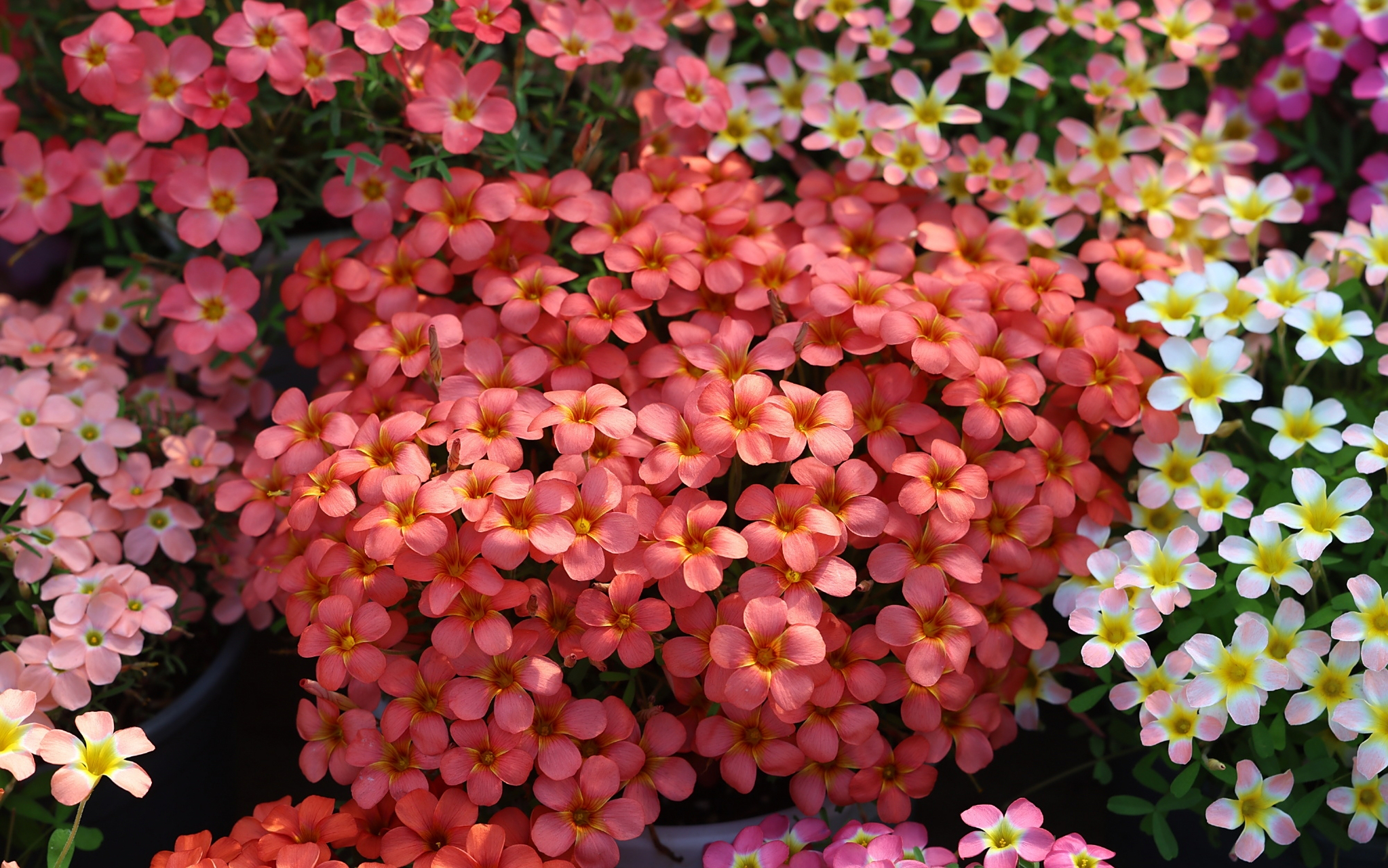 一些盛花期的酢浆草 1-6羞月,红金,糖果盒·杨梅,鲑红玫瑰酒窝,日珥