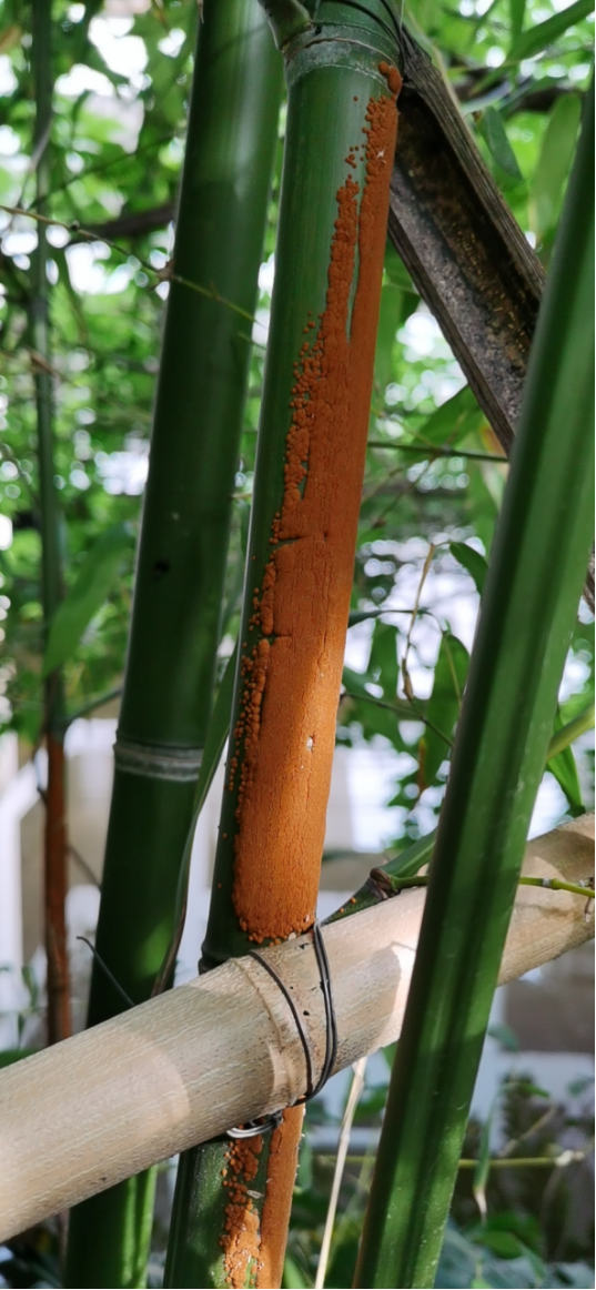 春季注意竹子上锈病流行!