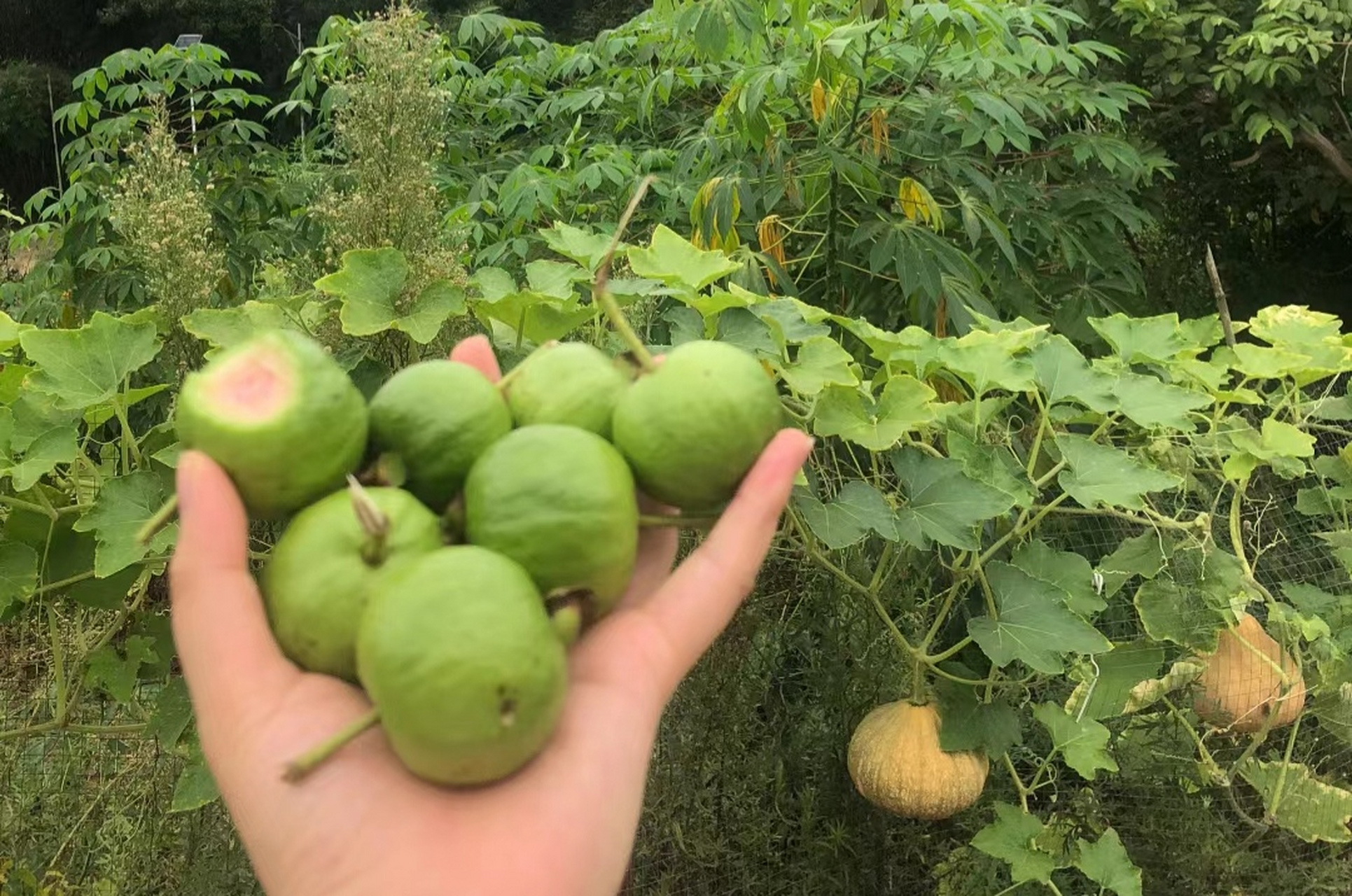 鸡屎果,你吃过吗?
