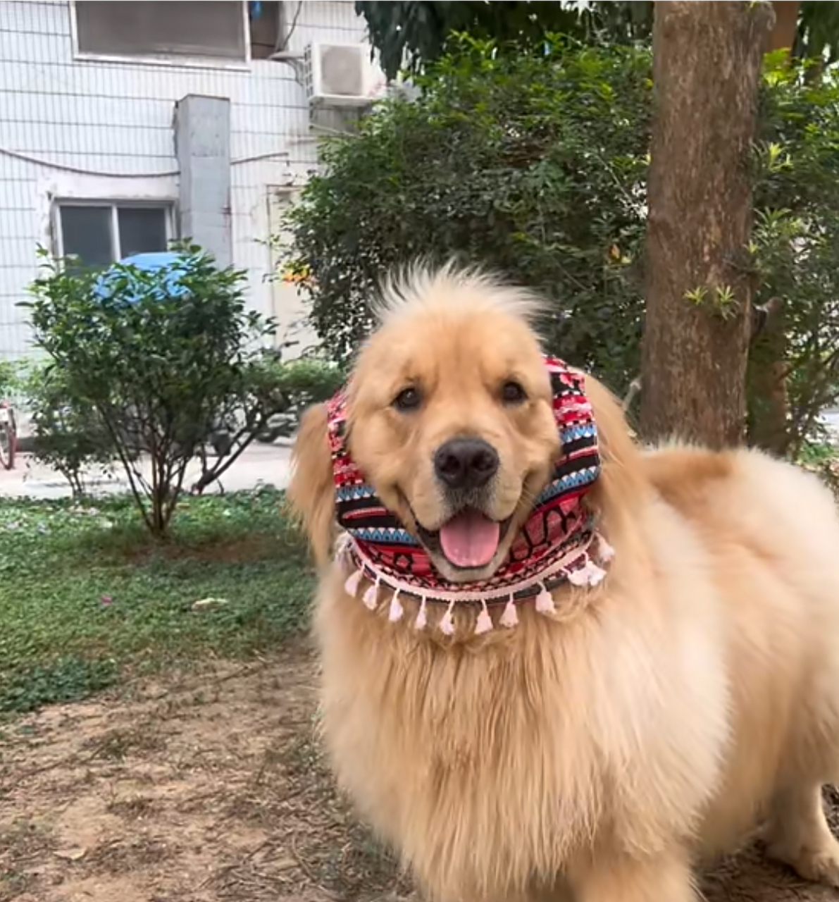 哈哈哈,这金毛的发型好特别啊,真的笑死![笑哭]#狗狗