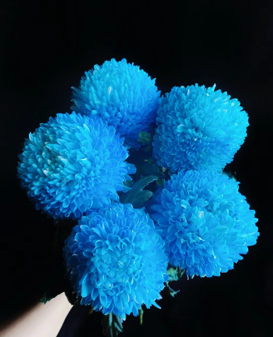 蓝色的牡丹菊#评论区大神选拔赛