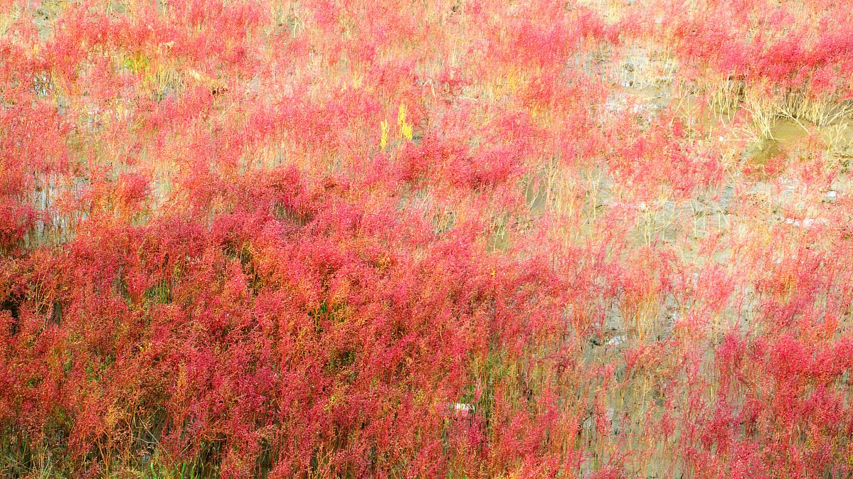 頻湖脉学–涩脉