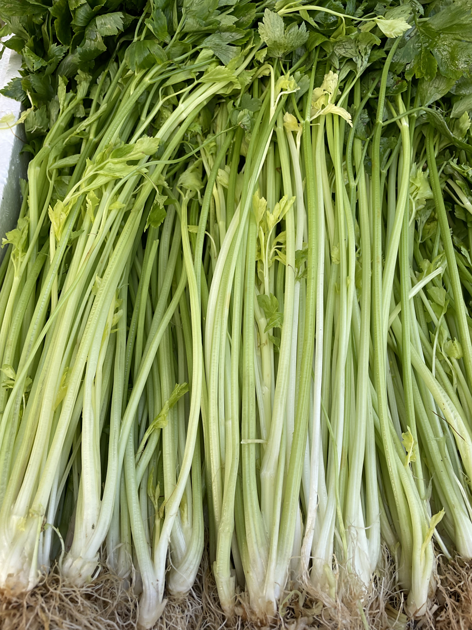 香芹与芹菜相似,但叶子形状更细小,而且具有浓郁的香味.