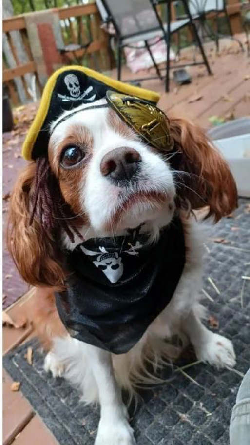 万圣节狗狗也来cos