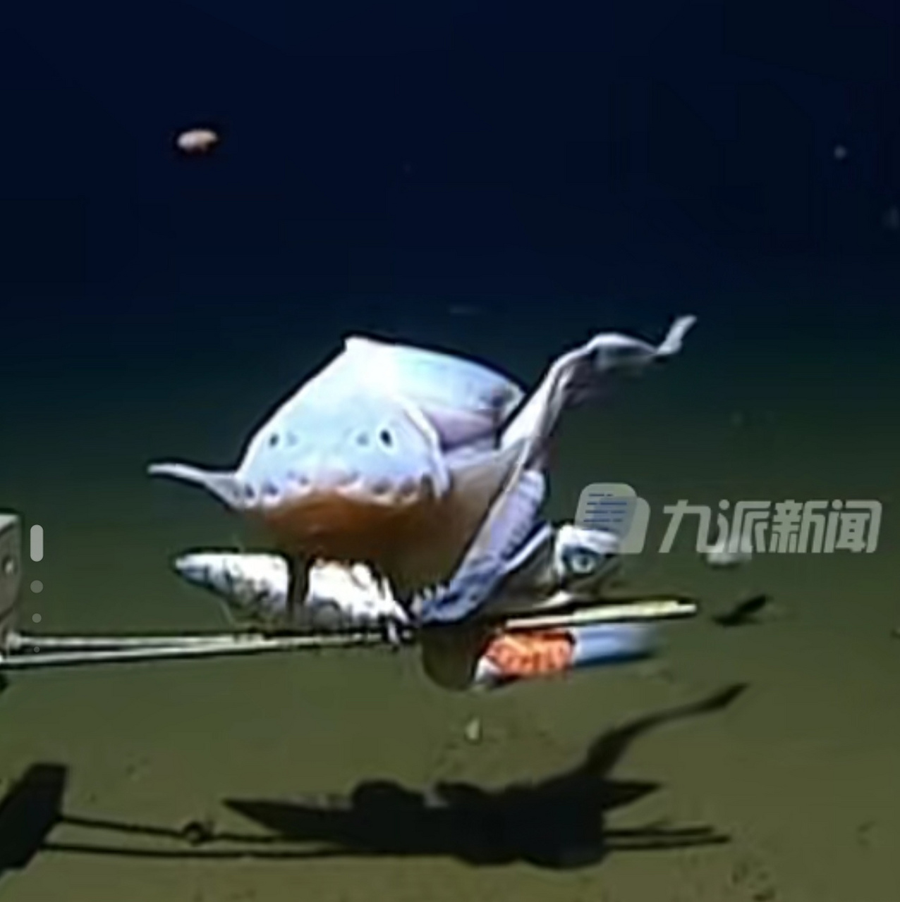 "蜗牛鱼"是迄今为止所纪录到的生活在海底最深处的鱼类!