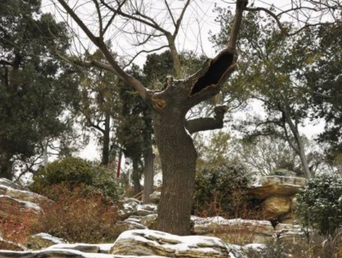 300多年过去,那棵吊死崇祯皇帝的老歪脖子树,现状如何?