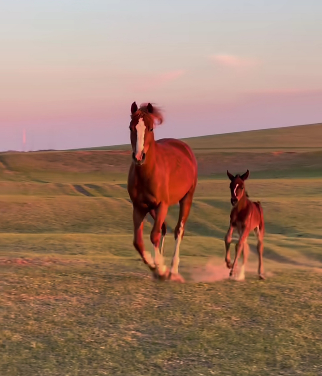 大马叫无双,给小马起个名字吧