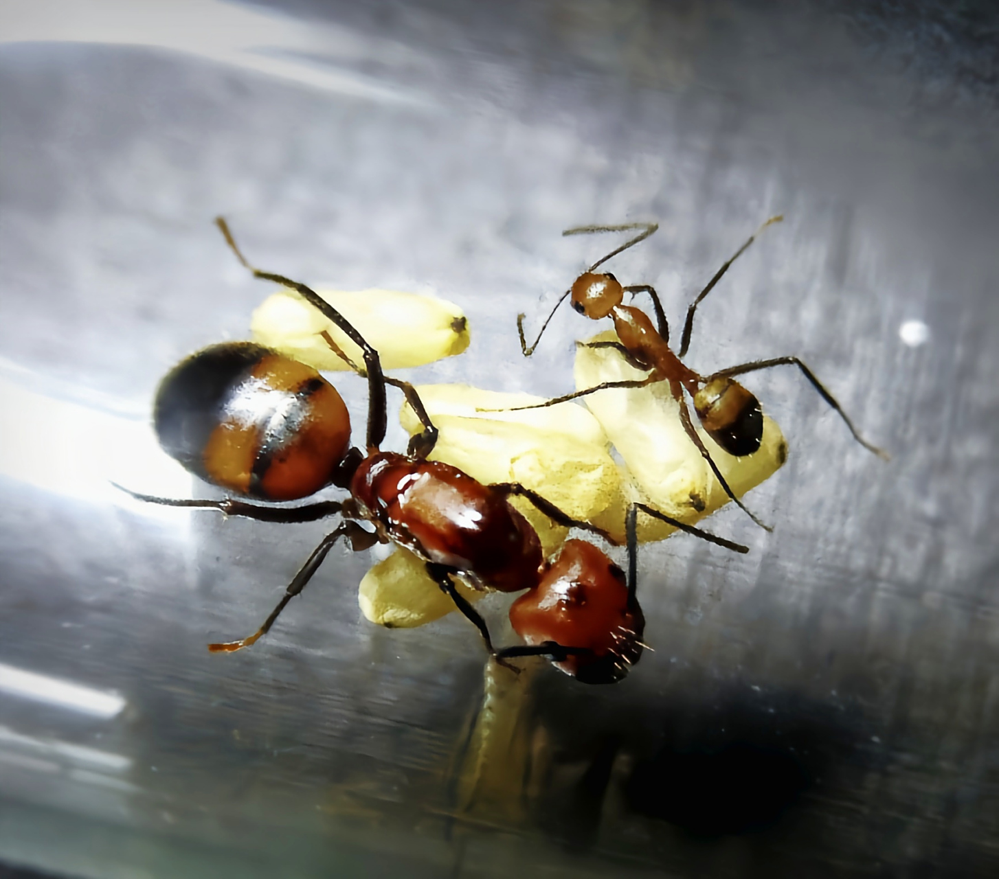 每天认识一种昆虫——尼科巴弓背蚁 尼科巴弓背蚁是膜翅目,蚁科昆虫