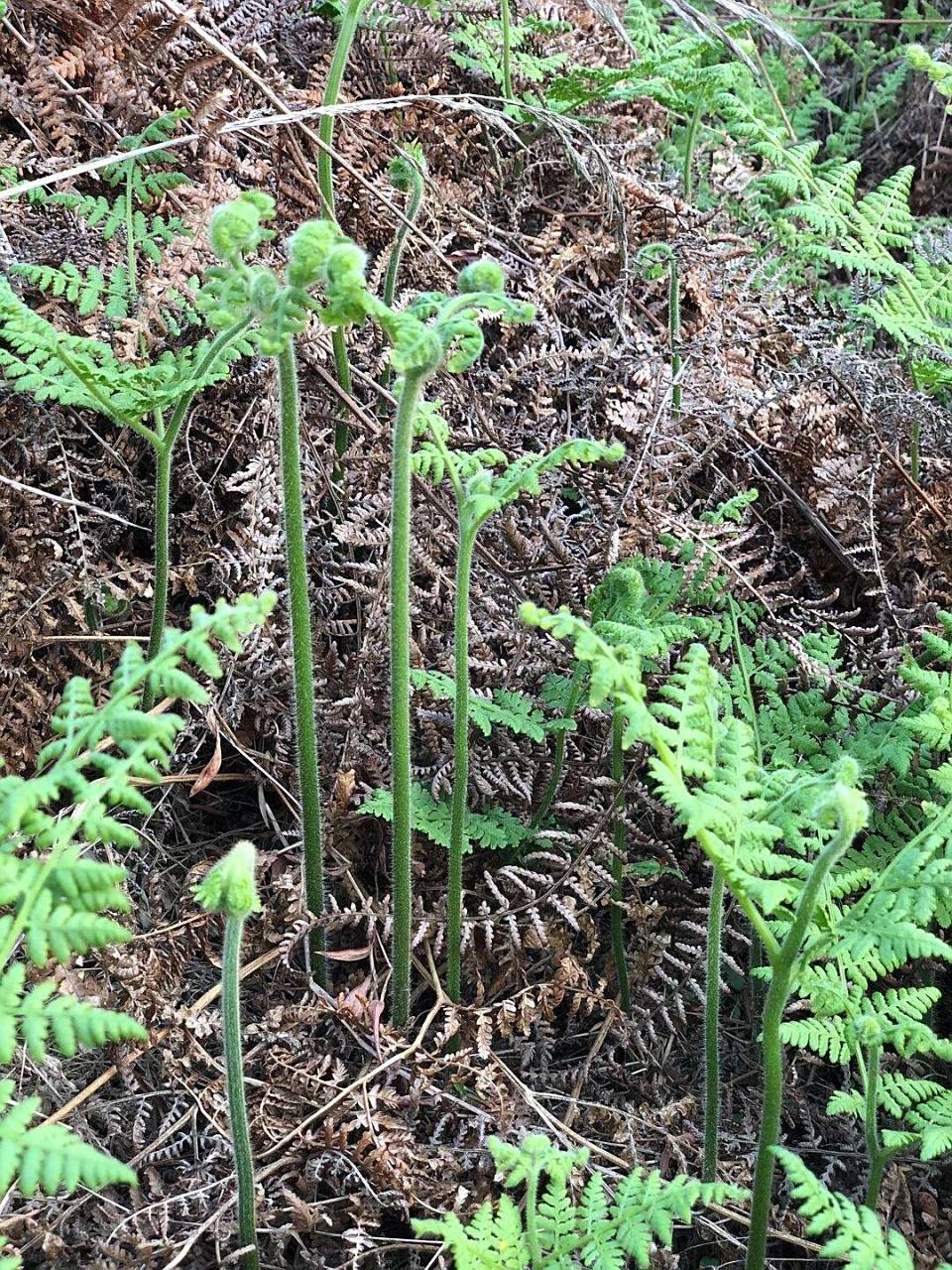 蕨菜了解一下 蕨菜,是我们经常是吃到的食物,它含有丰富的矿物质和
