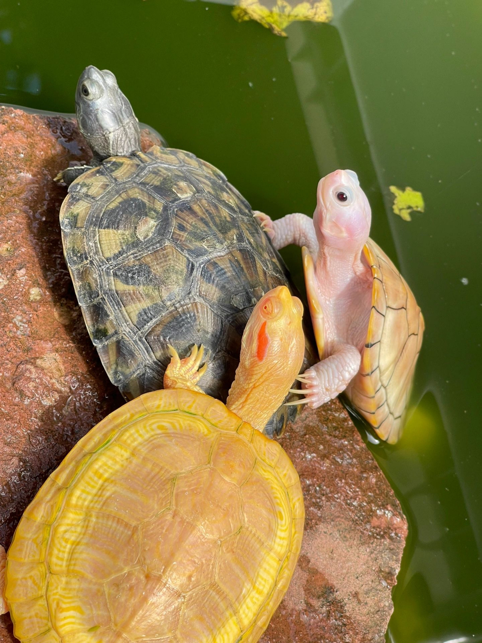 这是什么乌龟?颜色好漂亮