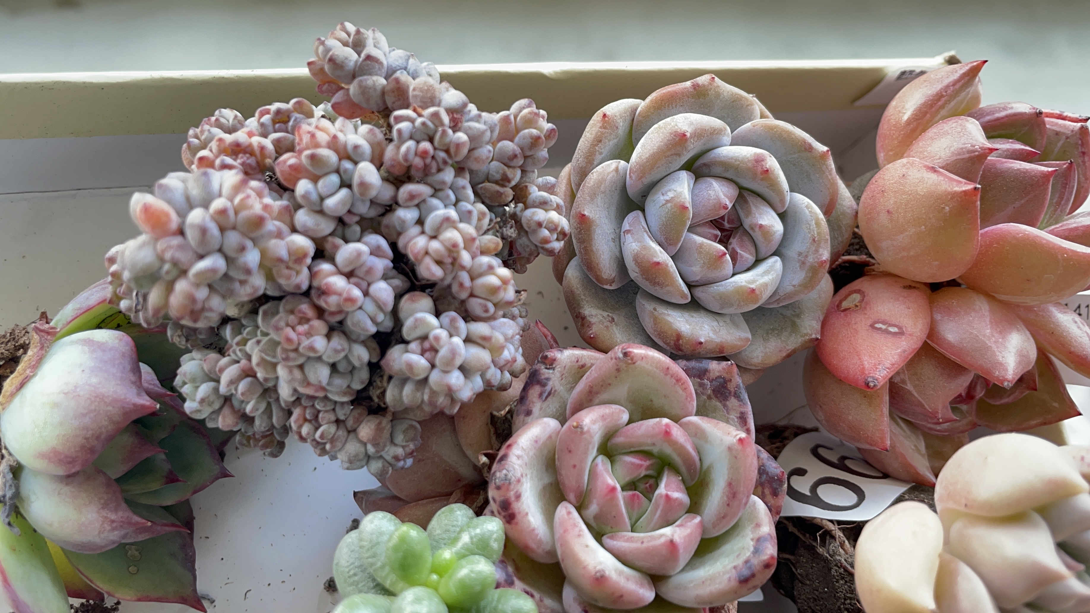 多肉开箱,不同形态的惊鸿仙子,颜色好看的无土橙梦露和蓝豆惊艳