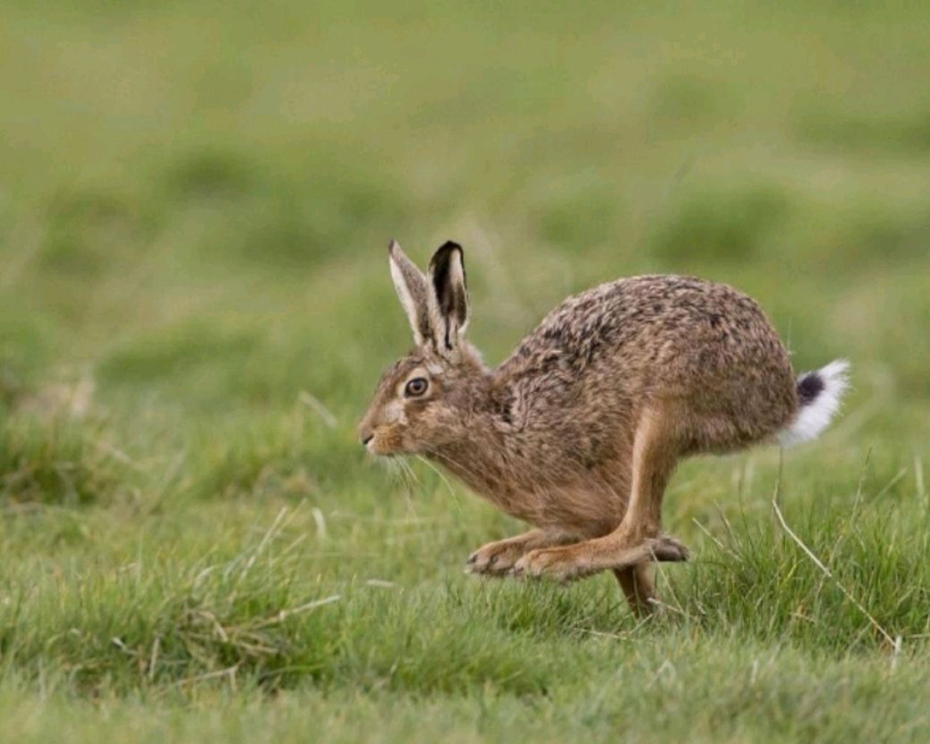 原创:草原上的野兔