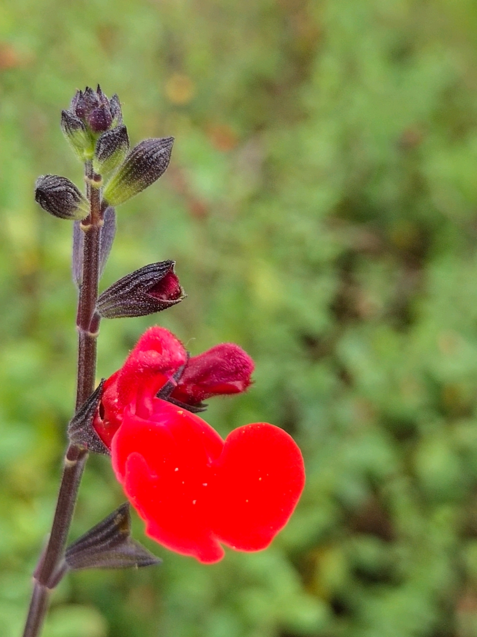 此前我有拍过鼠尾草和深蓝鼠尾草,朱唇的花絮相较这两者的花絮就小