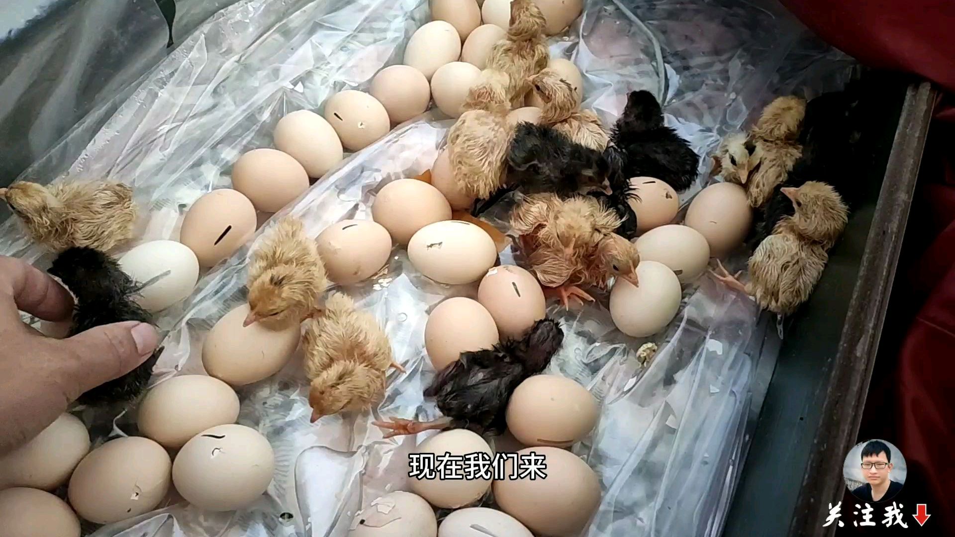 农村传统孵化小鸡,小伙用了19天,就出了20多只小鸡!