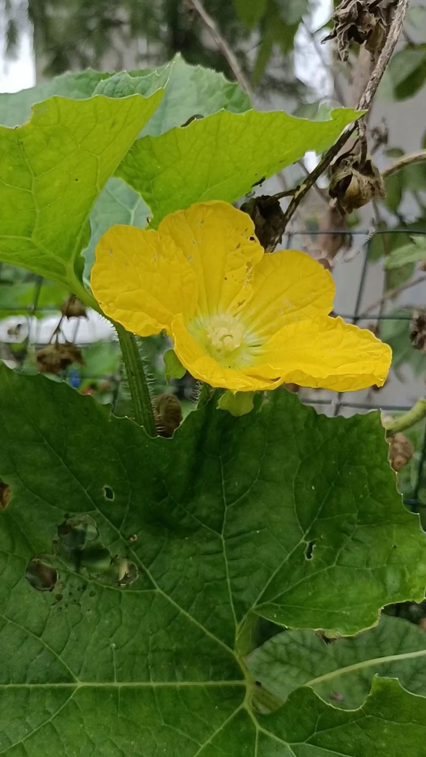 大暑节气的冬瓜花