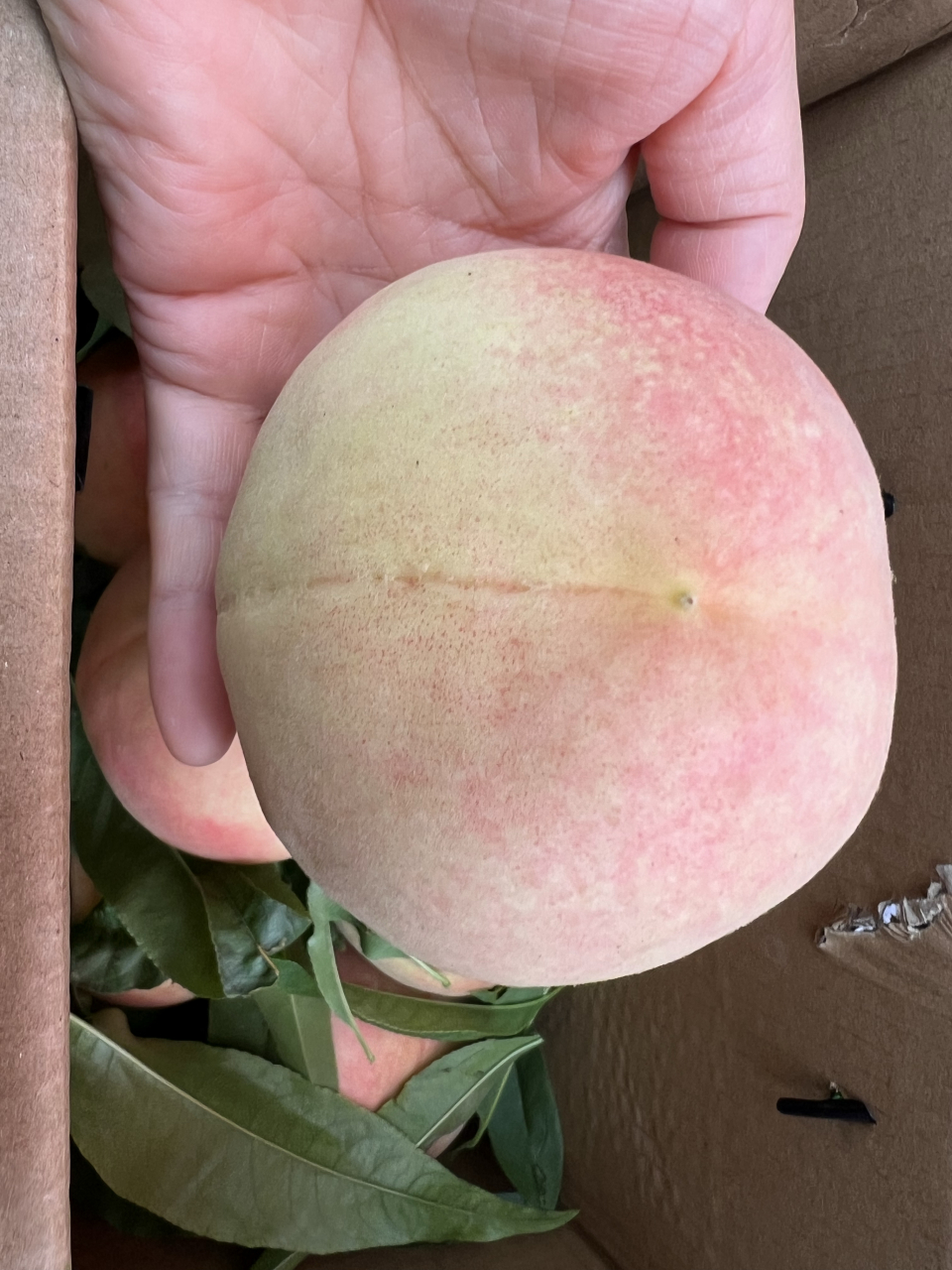 兰州最好的白凤桃就在图片上,每天都给大家发货,挑的都是品相最好口感