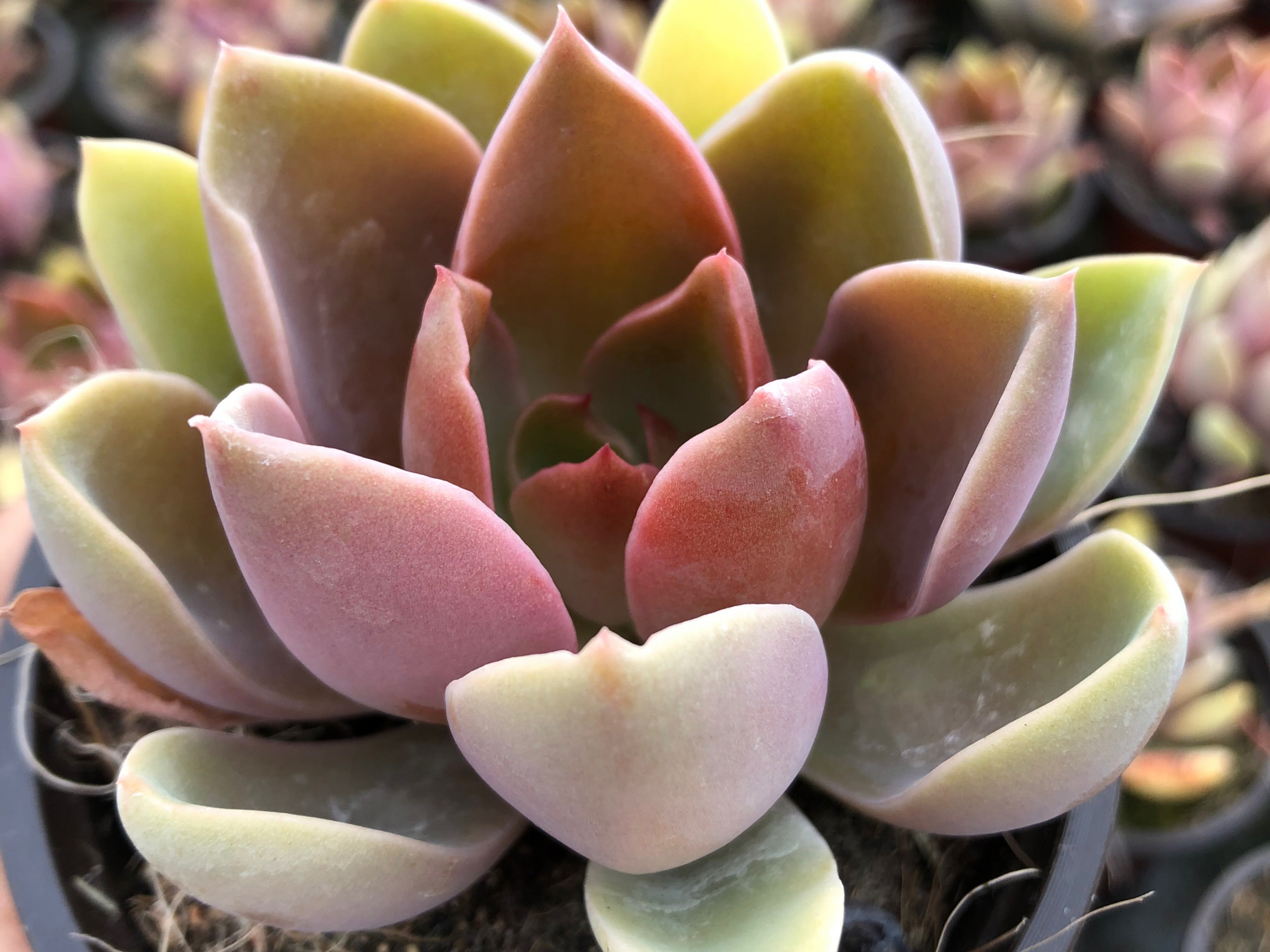 太妃糖,名字听起来就很甜的一款多肉,养出糖心的状态真的很漂亮