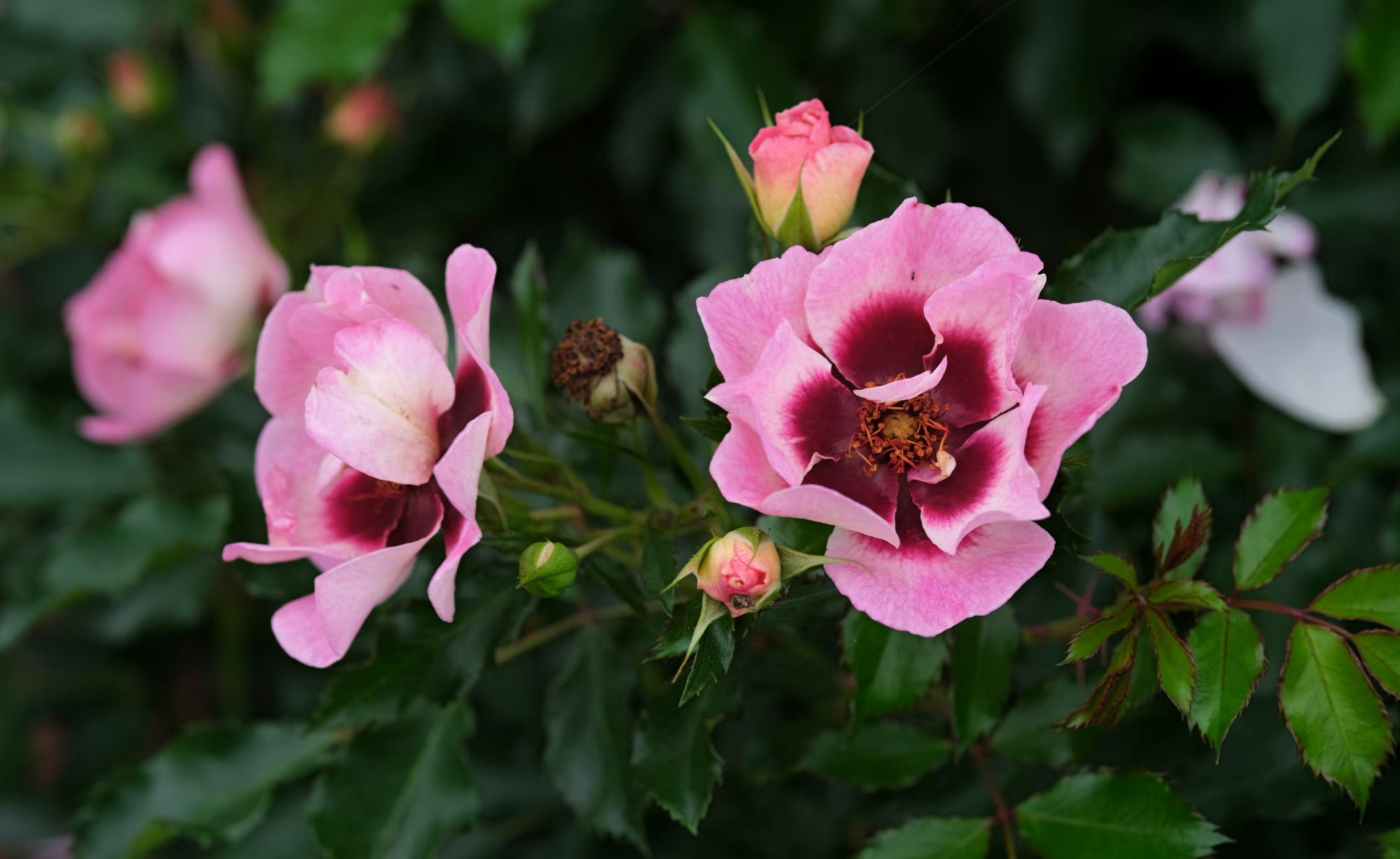 rosa babylon eyes  系列-巴比伦眼睛月季.