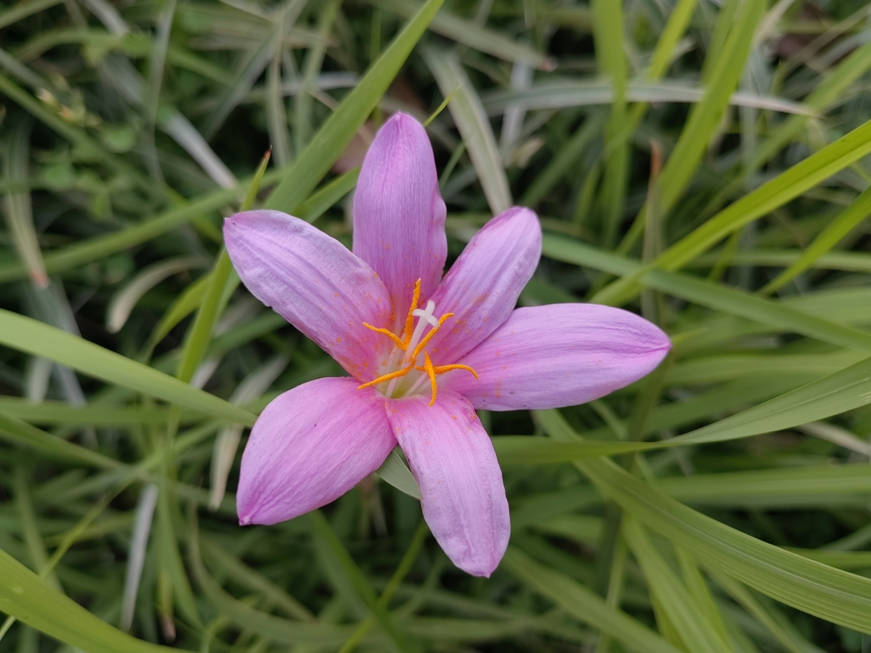 绿化带的草坪里,冒出几株韭莲(风雨花),让平实的草坪一下子变得灵动
