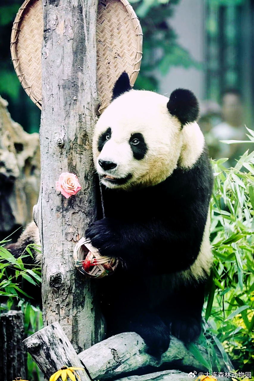 #大熊猫# 大熊猫金虎在度过自己豪华的13岁生日会后,又长胖了!嗐,一次