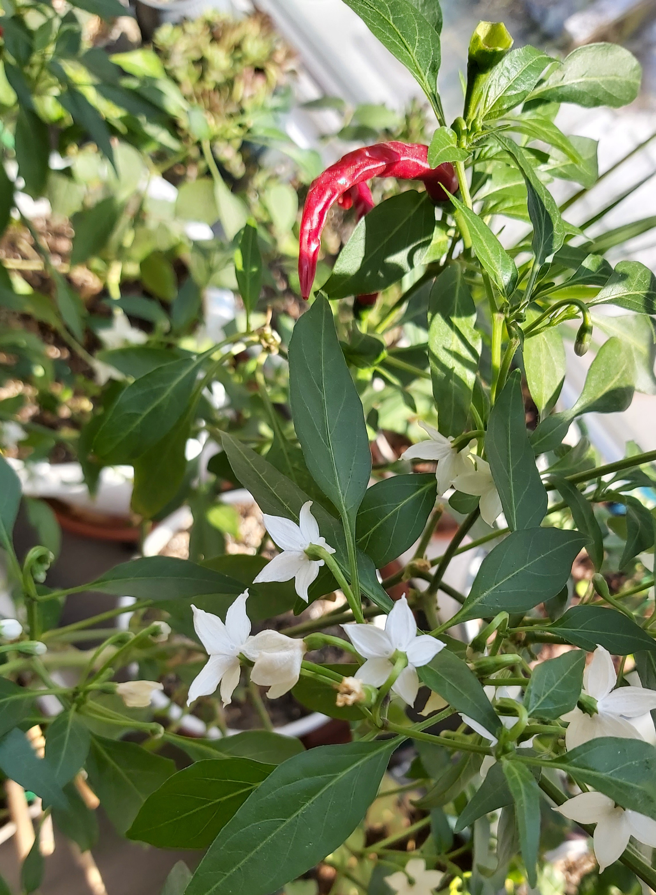 辣椒花可以吃吗