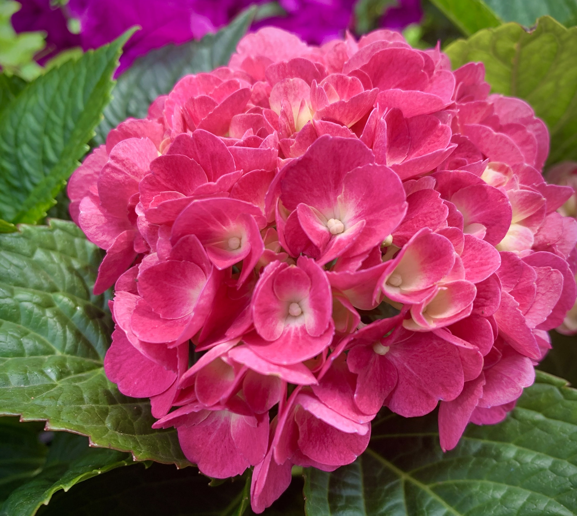 绣球花到底有多少种颜色?