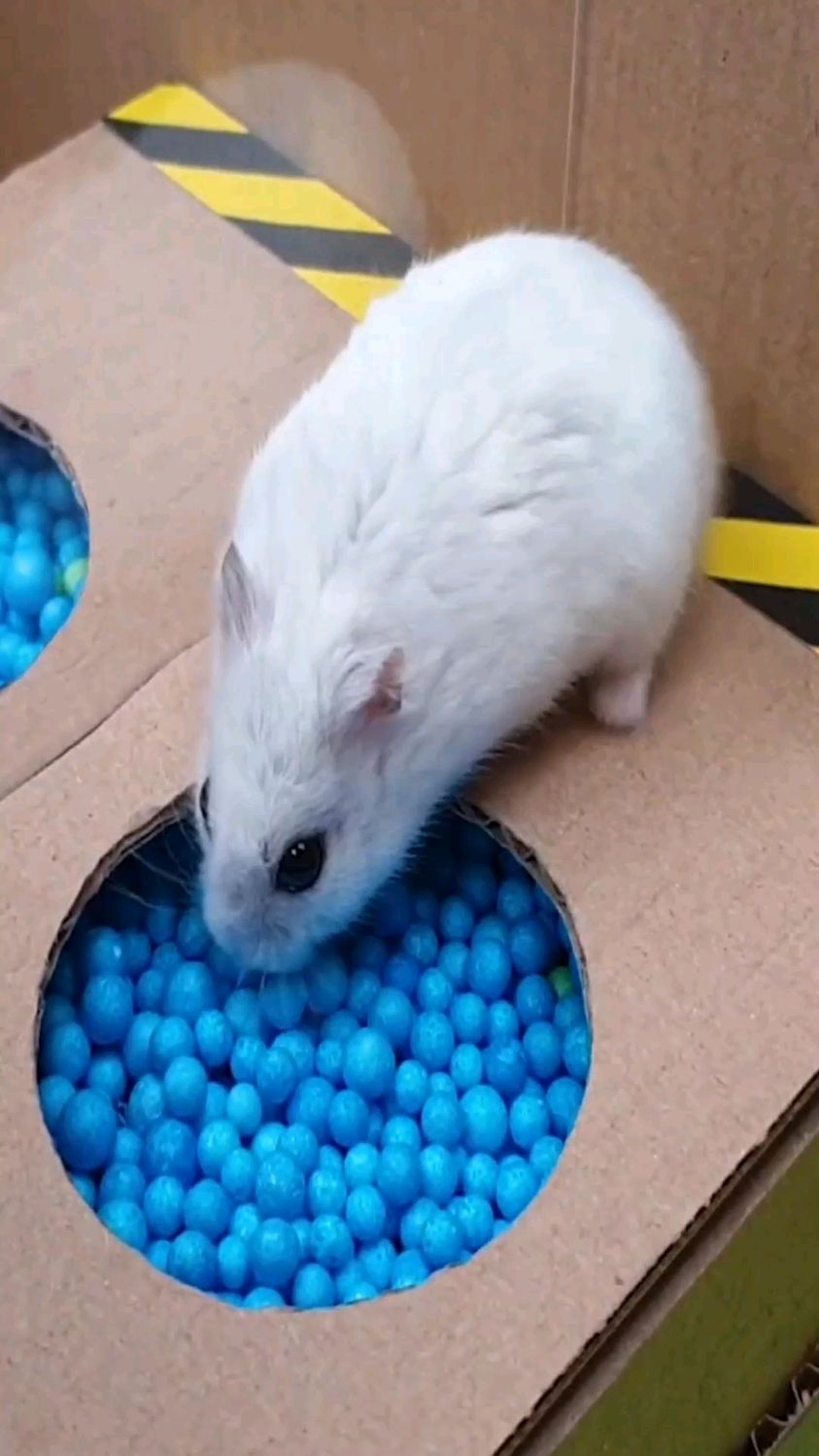 热衷游戏的仓鼠,每天都要换着花样玩