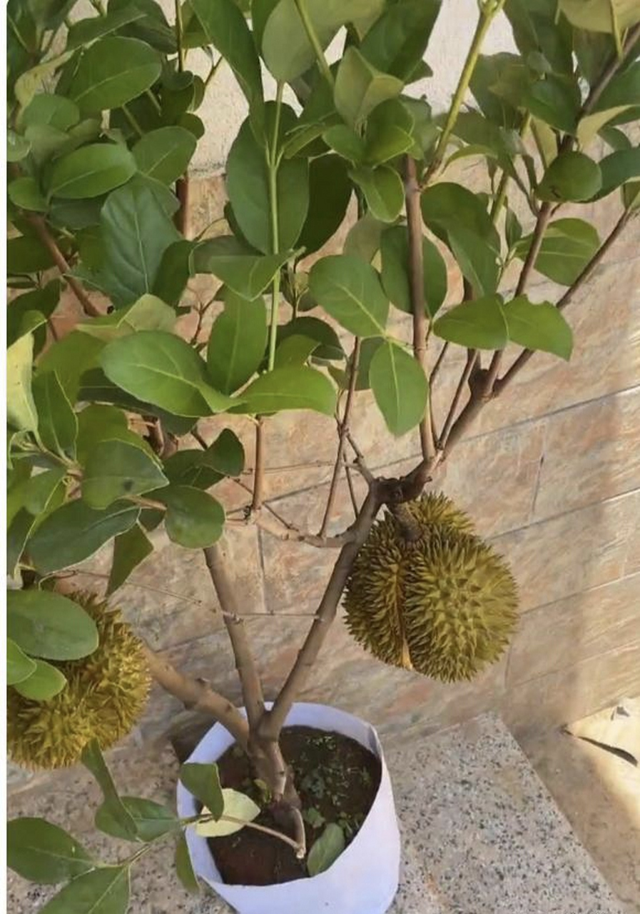 终于实现榴莲自由啦,再也不用花钱买榴莲了[耶]