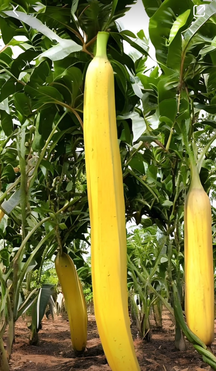 不懂就问,这到底是香蕉还是丝瓜[捂脸]