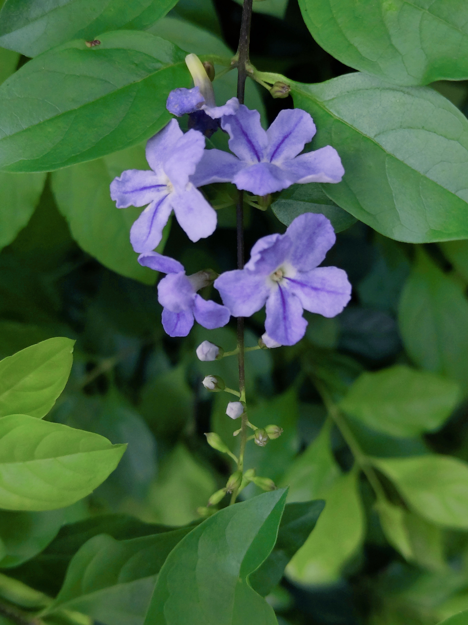 花名假连翘,花开是真美!#养花种菜小分队# #摄影