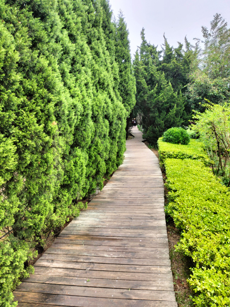 大连# 大连最美的一条路-迎宾路.