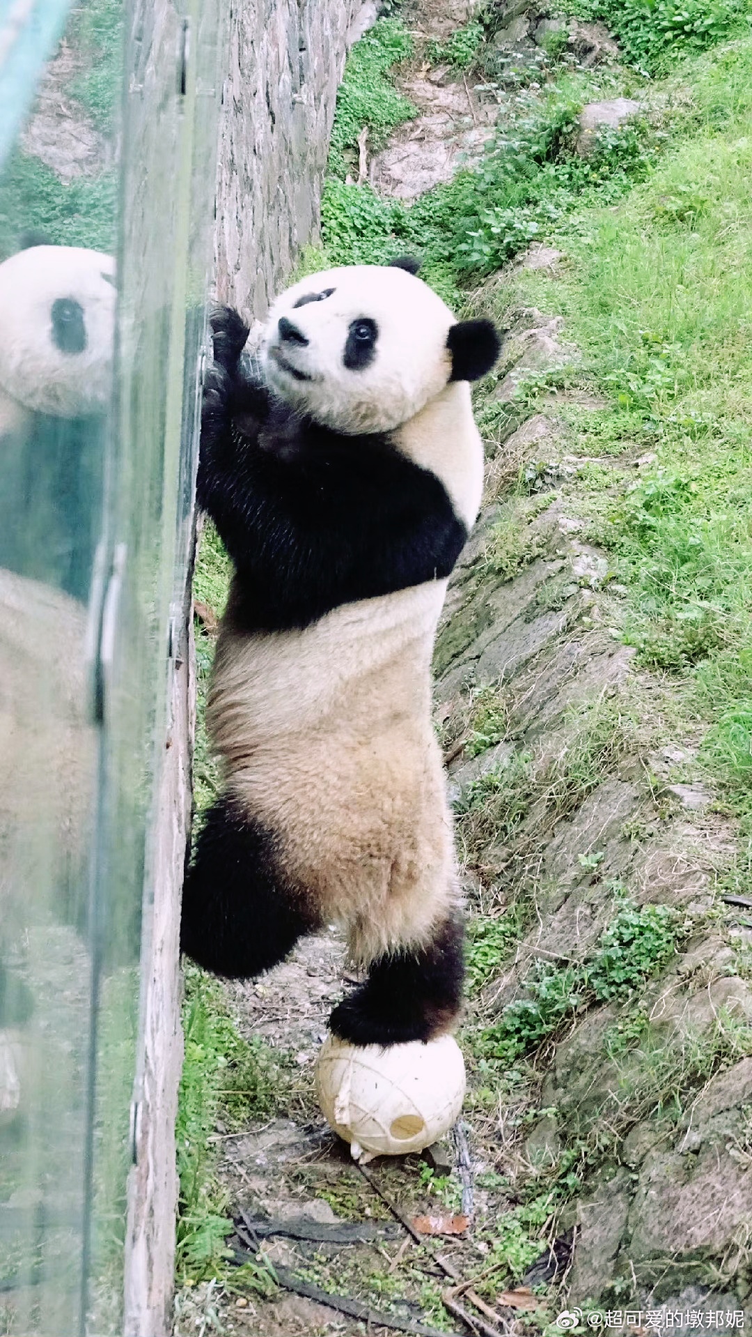 大熊猫乐宝,逍遥又自在,快乐似神仙