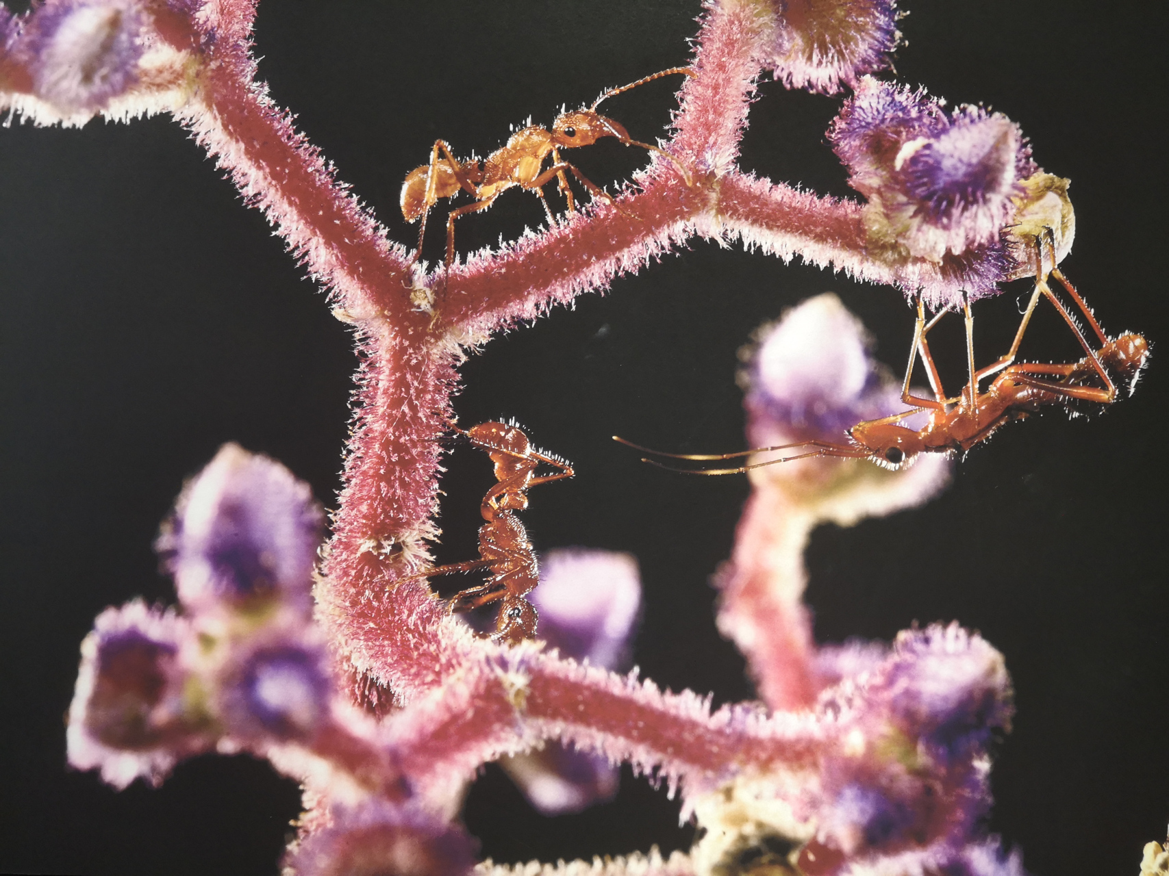 镜头下的微生物,在群体协作能力上,蚂蚁远远超越人类.