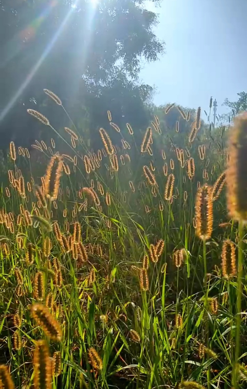 阳光下的狗尾巴草图片图片