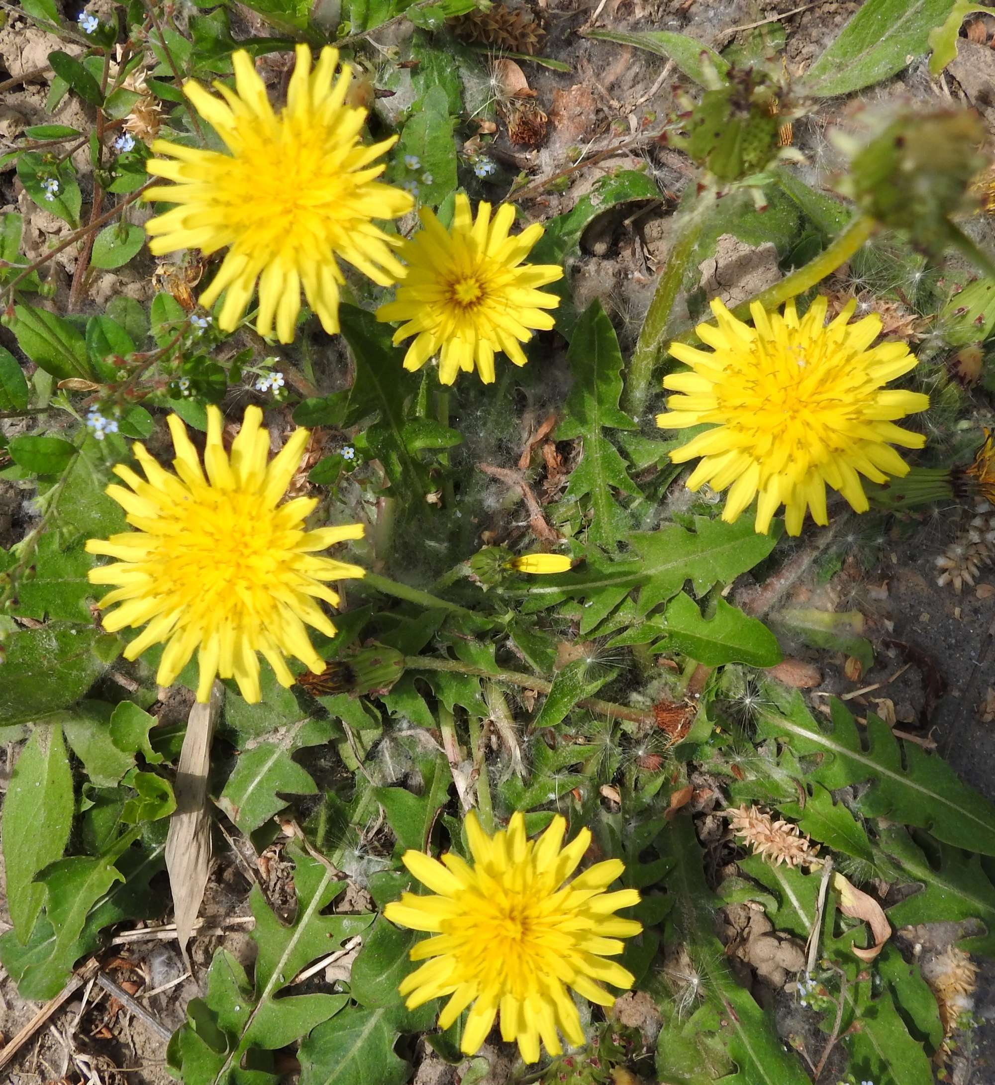 蒲公英——充满童趣的野生植物