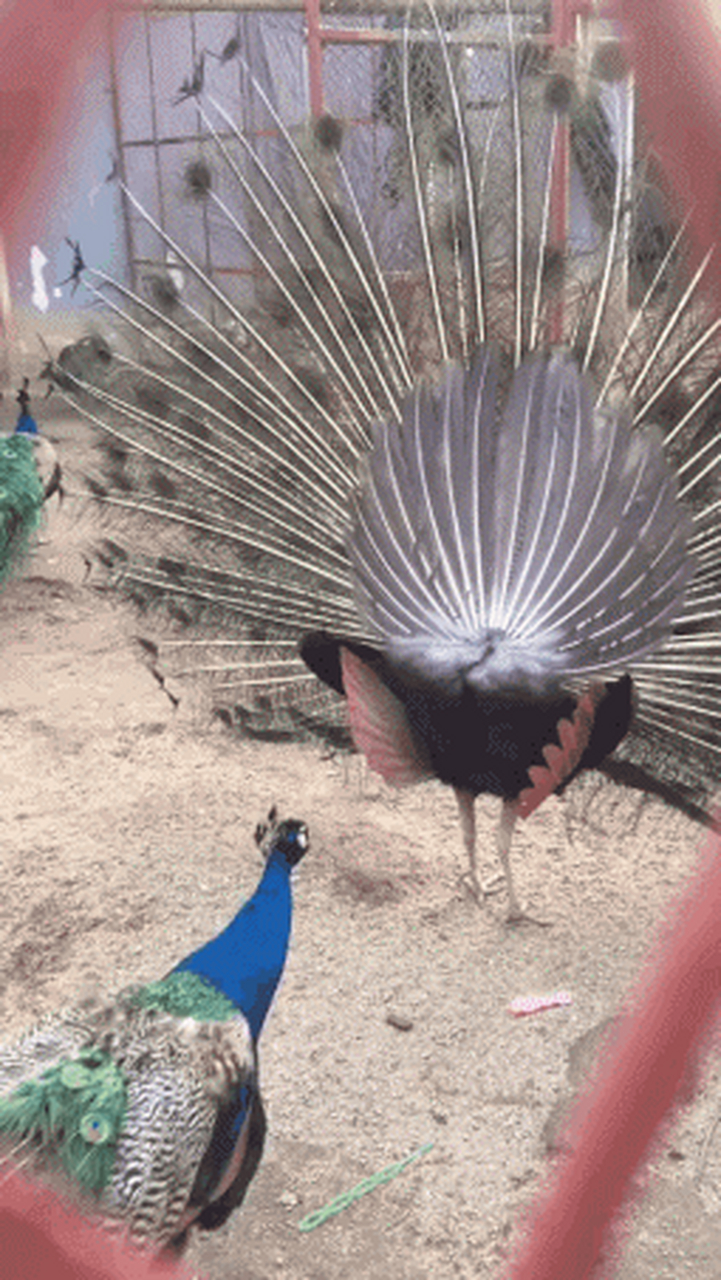 孔雀开屏,爱意满满 #千粉冲刺赛