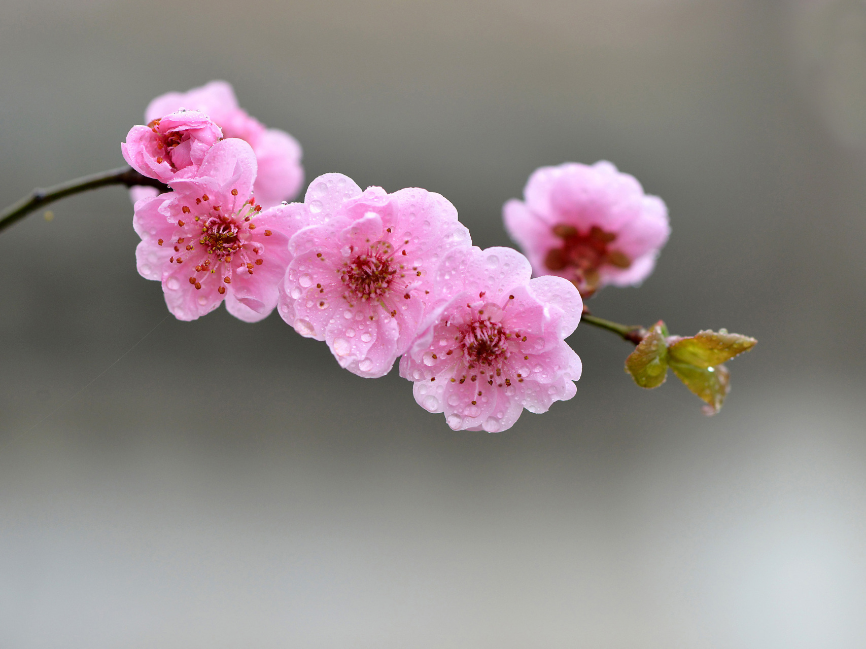 寒梅花长什么样子图片图片