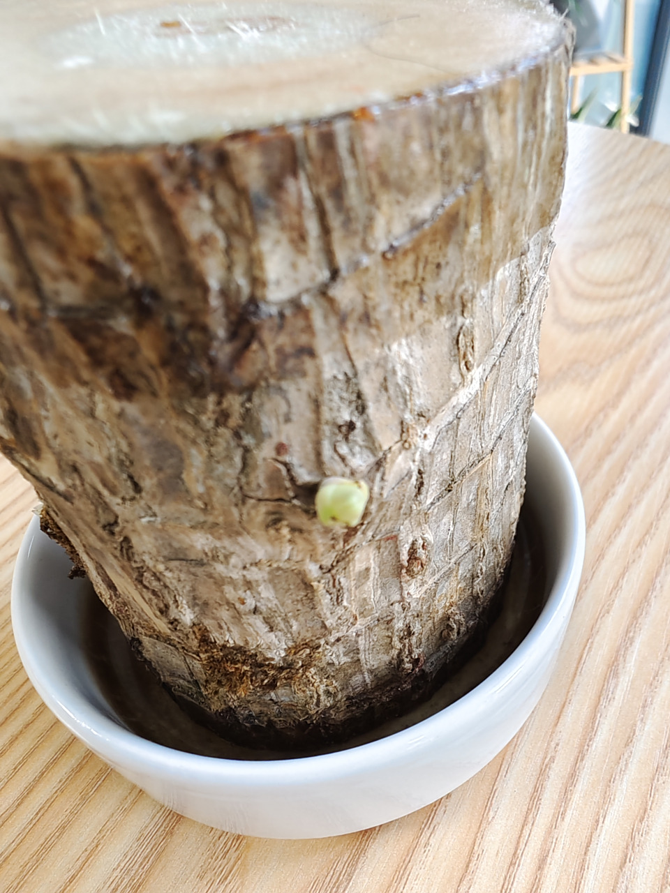 买个巴西木,等了一个月,终于看见发芽了,原本以为上当了,是个废木桩