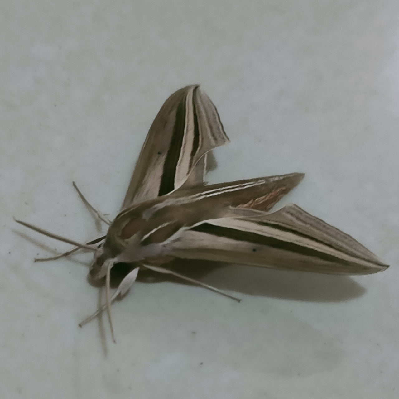 外出回来,发现一种蛾子,长得甚是有趣,外形像个战斗机