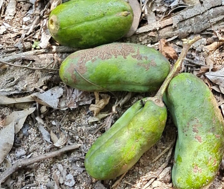 野果牛卵好吃极品