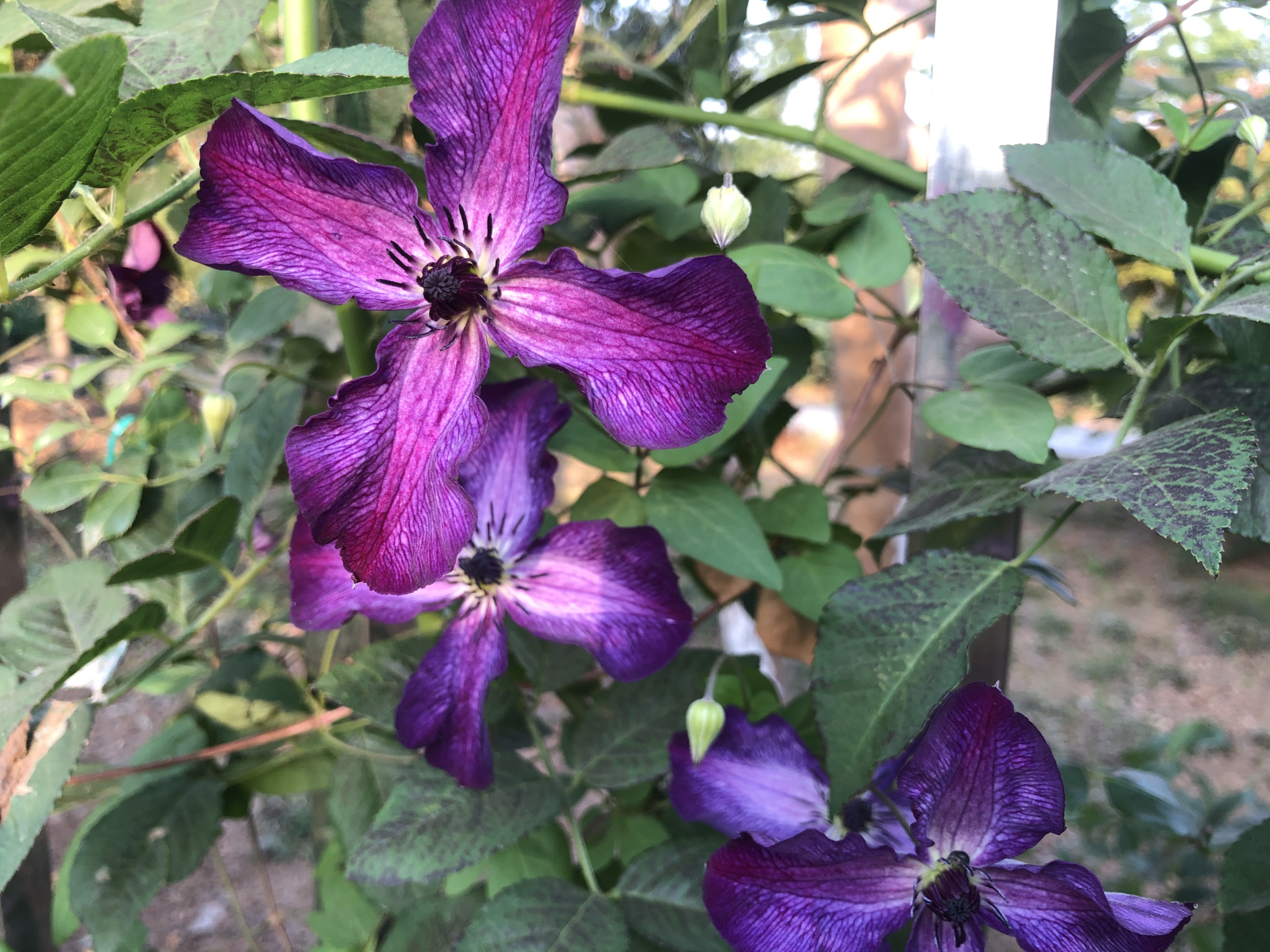 铁线莲薇尼莎(f系),从5月9日第一朵花开到今天,40天一直没间断,还在不