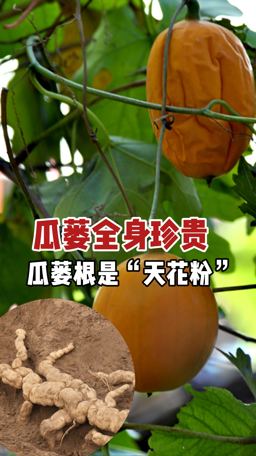 千金瓜蒌根茶图片