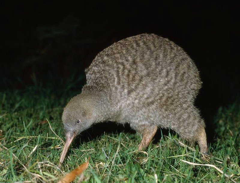 新西兰国鸟几维鸟(谜语诗)