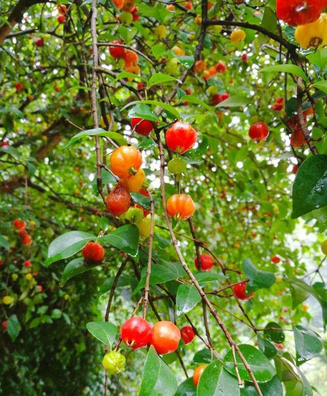 秋天的美丽风景:巴西红果仔 巴西红果仔,是来自巴西的贵族果.